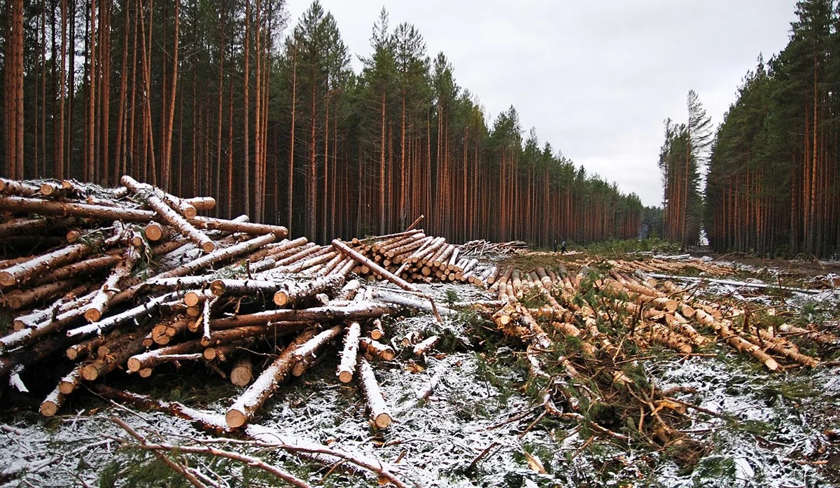 Вырубка лесов на Камчатке