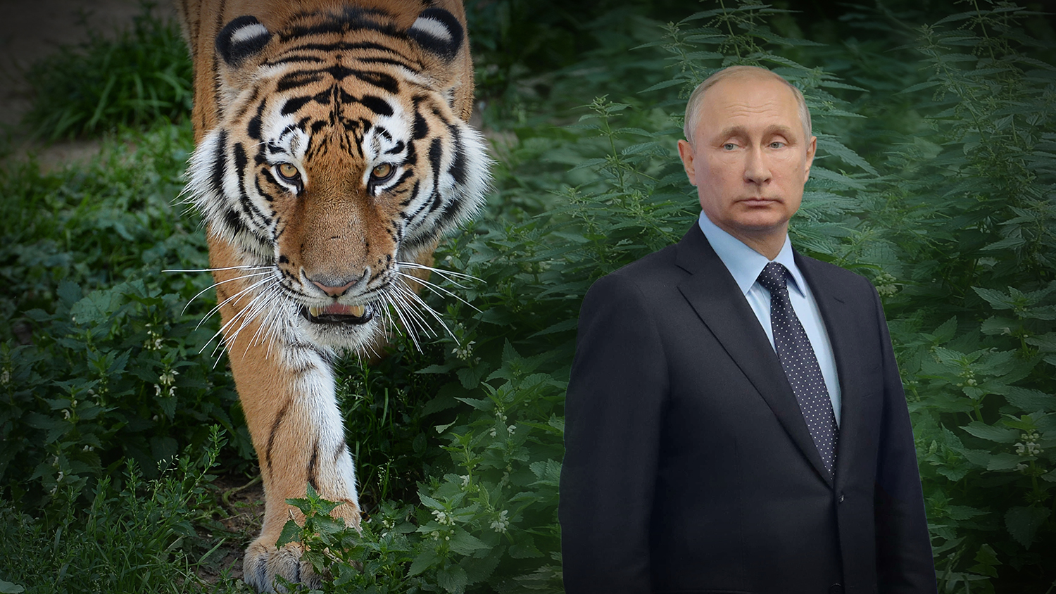 Путин и Амурский тигр
